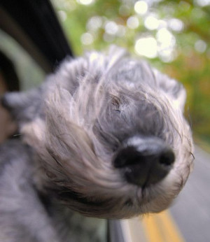 The wind through my hair!Dogs Nose, Cars Windows, Silly Dogs, Beards ...