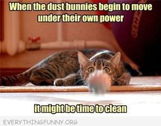 funny cat caption when the dust bunnies start moving on their own it's ...