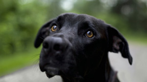 Black Dog - 1920x1080 - 16:9