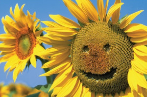 Sunflowers smile Poster - EuroPosters