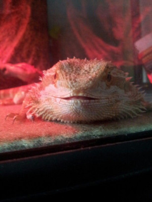 Bearded dragon cuteness