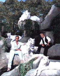 Siegfried And Roy White Tiger