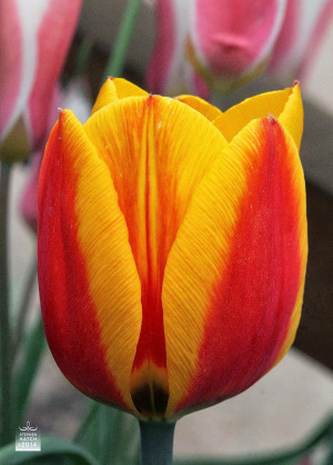 The tulips are my speech.