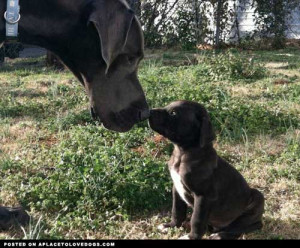 year old blue Great Dane) and Cooper (6 week old black Great Dane ...