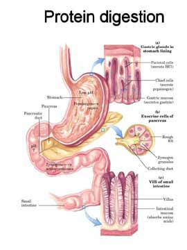 Digestive System Chemical Digestion