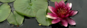 Pink Lotus Flower Symbol Pink lotus flower meaning