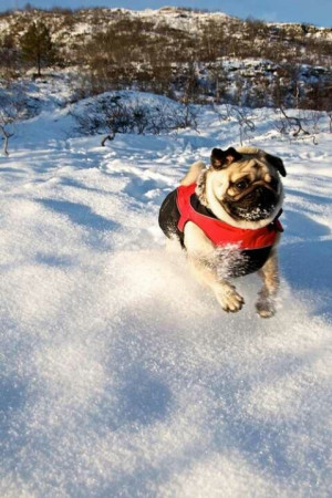 Dashing through the snow!