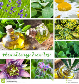 healing-herbs-collage-essential-oils-36469947.jpg
