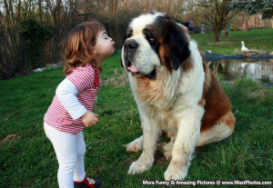 Doll. Sweet Little Girl Kissing Her Best Friend A Big St. Bernard Dog ...