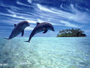 Dolphins Ipad Wallpaper World