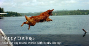 Dog Rescue Stories