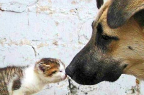 Times Cats and Dogs Proved Friendship Is the Best Thing in the World