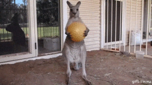 grumpy angry kangaroo throwing ball animal playtime's over animated ...