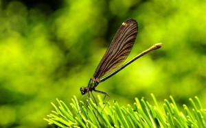 Keywords: Dragonfly Wallpapers, Dragonfly DesktopWallpapers, Dragonfly ...
