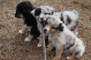 Australian Shepherd Puppies for Sale Virginia