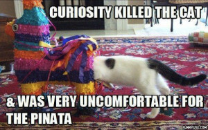 Curiosity Killed The Cat And Was