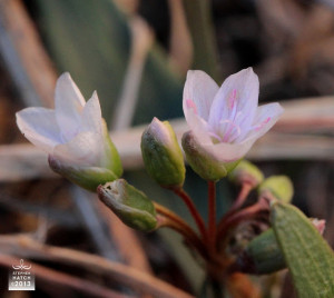 The first spring wildflowers are blooming in the foothills!