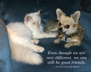 White Cat and Chihuahua with Quote