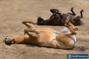 On a trop chaud : Photos de chevaux sauvages