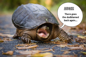 Grumpy old turtles6 Funny: Grumpy old turtles