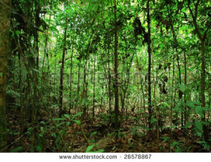 tropical rainforest - stock photo