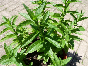 Peppermint Mint Herbs Plant...