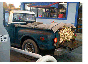 Does Mike Miles Believe We Just Fell Off the Turnip Truck?