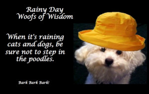 Rainy Day Wisdom