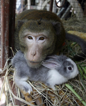 Animals Know How to Embrace Differences in the Cutest Way [PHOTOS]