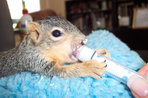 Orphaned Squirrel At A Wildlife Rehabilitation Center. Photo:Mary ...
