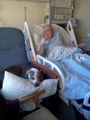 Pit Bull Dog love..... Bless the hospital that allowed this