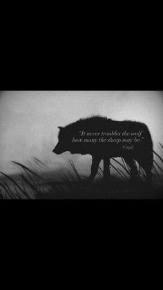 Wolf Quotes》Virgil