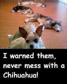 funny chihuahua knocked out huskies more funnies chihuahua funnies ...