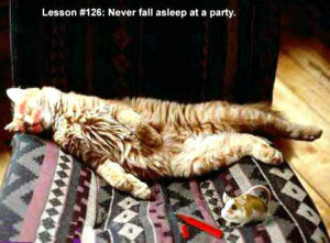 funny friday quotes cat friday party funny party cats party cat