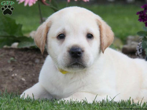 Labrador Retriever - Yellow Puppies For Sale In PA!