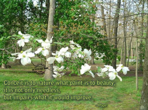 Nature Pictures With Quotes: Nature Picture Of White Flower With Quote ...