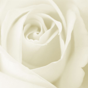 also see white roses when passing a Valentines display in a store ...