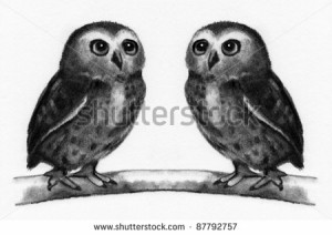 Pencil Drawing: Two Owls Perched Side By Side - stock photo