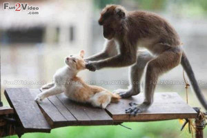 Funny Cat Monkey Funny Fight