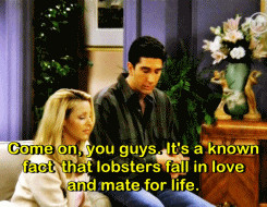 ... Friends TV MyGif0 Lisa Kudrow Matthew Perry lobster