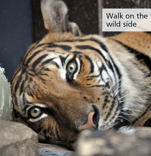 Walk on the wild side #tiger #animal #quote