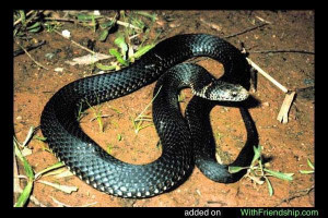 Austrelaps snakes native to Australian continent