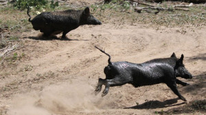 Hog Hunting with a knife in Texas Britain’s Biggest Beasts – 6 Of ...