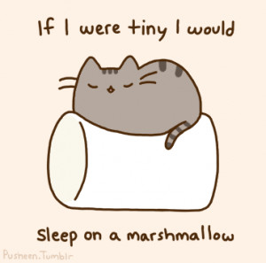 cat, cute, jmv, marshmallow