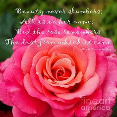 Gentle Rose Always Remembers - Rose - Quote by Barbara Griffin. A poem ...