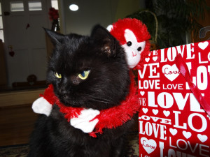 the cat doesn t appreciate her valentine monkey happy valentine s day ...
