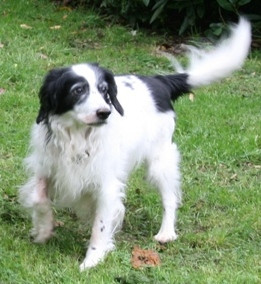 My dear old Spaniel/Collie cross when she was nearly 16 and still fit ...