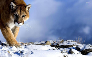 Animals Cougar