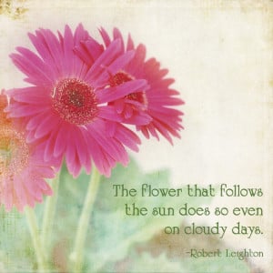 pink-daisies-flower-quote