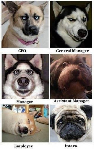 Dogs as Employees